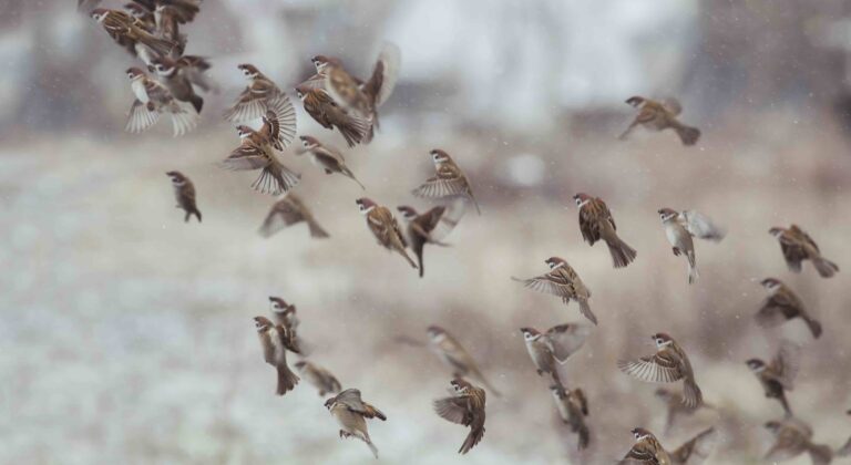 OEF Sparrows flying upward